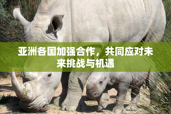 亚洲各国加强合作，共同应对未来挑战与机遇