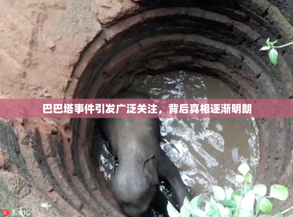 巴巴塔事件引发广泛关注，背后真相逐渐明朗