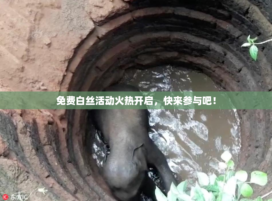 免费白丝活动火热开启，快来参与吧！
