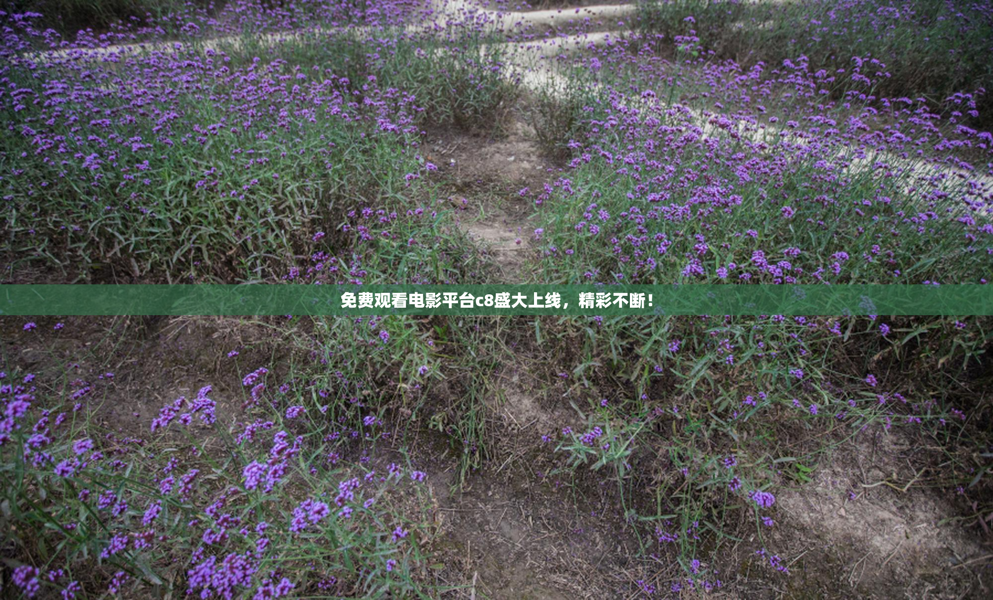 免费观看电影平台c8盛大上线，精彩不断！