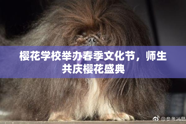 樱花学校举办春季文化节，师生共庆樱花盛典