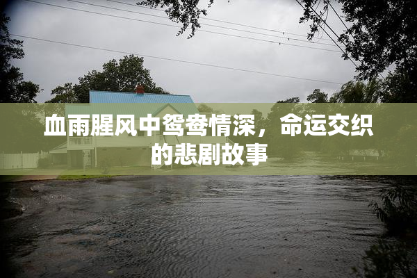 血雨腥风中鸳鸯情深，命运交织的悲剧故事