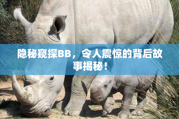 隐秘窥探BB，令人震惊的背后故事揭秘！