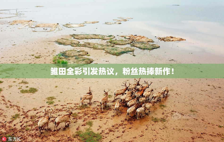 雏田全彩引发热议，粉丝热捧新作！