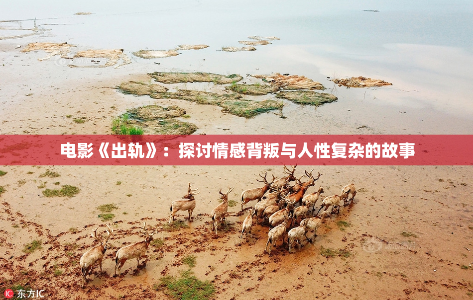 电影《出轨》：探讨情感背叛与人性复杂的故事