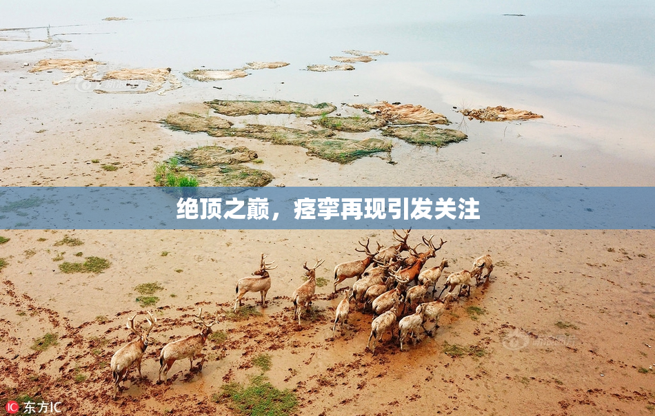 绝顶之巅，痉挛再现引发关注