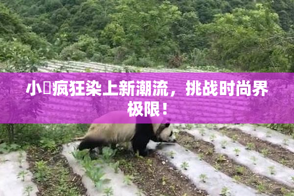 小泬疯狂染上新潮流，挑战时尚界极限！