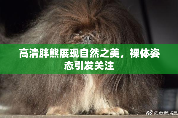 高清胖熊展现自然之美，裸体姿态引发关注