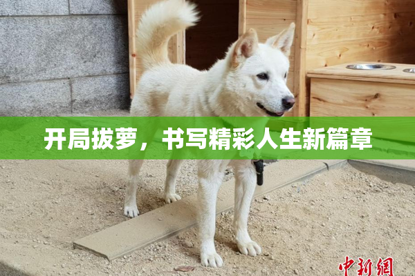 开局拔萝，书写精彩人生新篇章