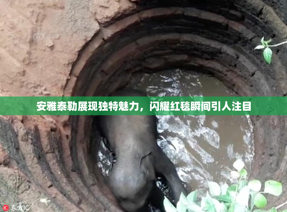 安雅泰勒展现独特魅力，闪耀红毯瞬间引人注目