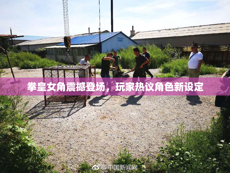 拳皇女角震撼登场，玩家热议角色新设定