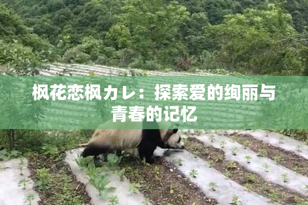 枫花恋枫カレ：探索爱的绚丽与青春的记忆