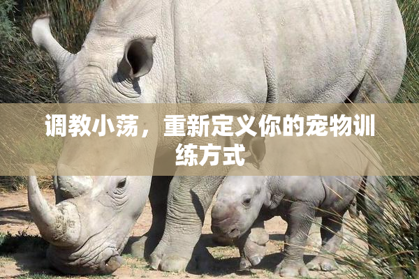 调教小荡，重新定义你的宠物训练方式