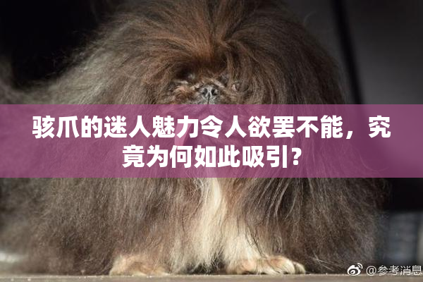 骇爪的迷人魅力令人欲罢不能，究竟为何如此吸引？