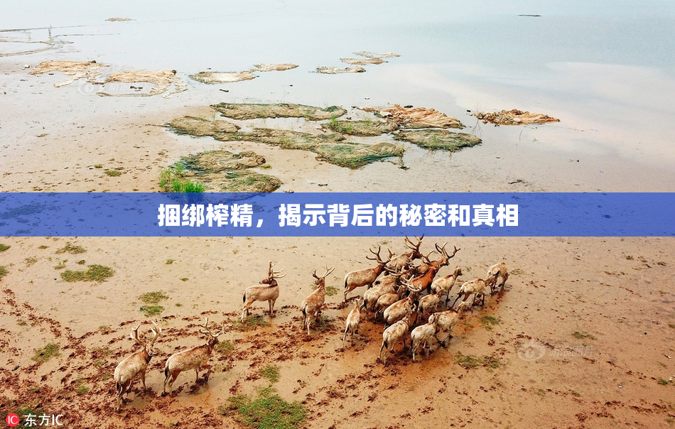 捆绑榨精，揭示背后的秘密和真相