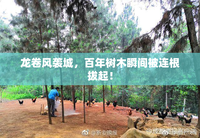 龙卷风袭城，百年树木瞬间被连根拔起！