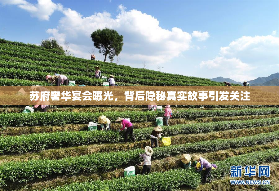 苏府奢华宴会曝光，背后隐秘真实故事引发关注
