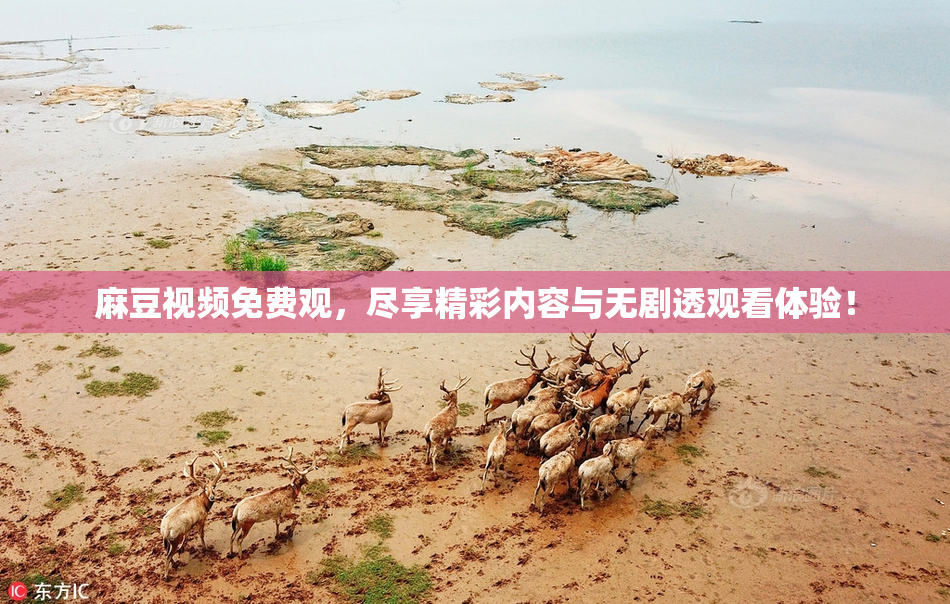 麻豆视频免费观，尽享精彩内容与无剧透观看体验！