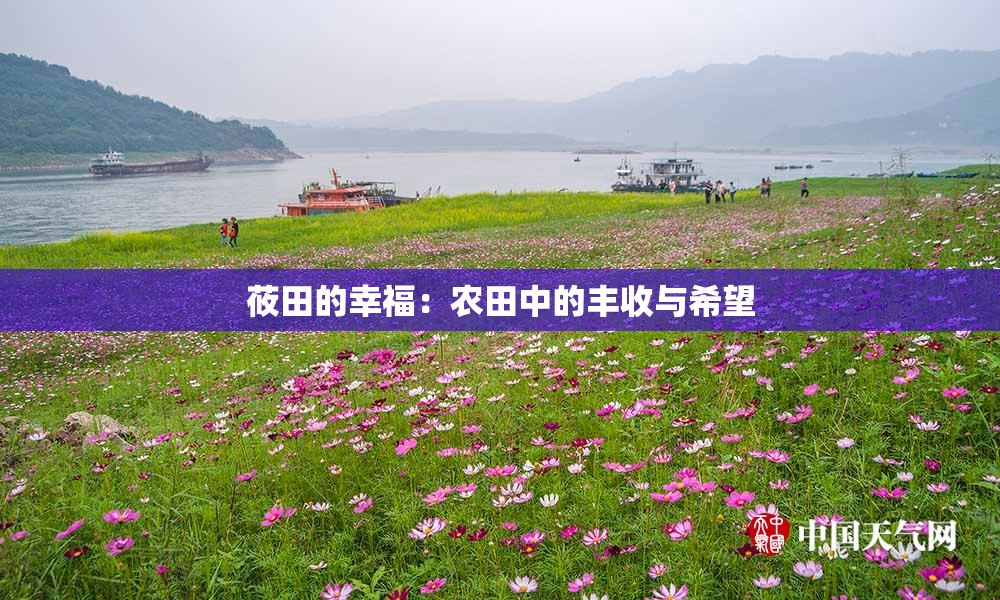 莜田的幸福：农田中的丰收与希望