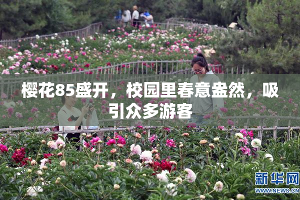 樱花85盛开，校园里春意盎然，吸引众多游客