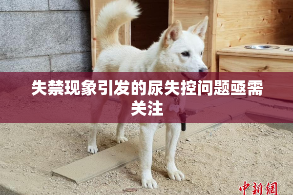失禁现象引发的尿失控问题亟需关注