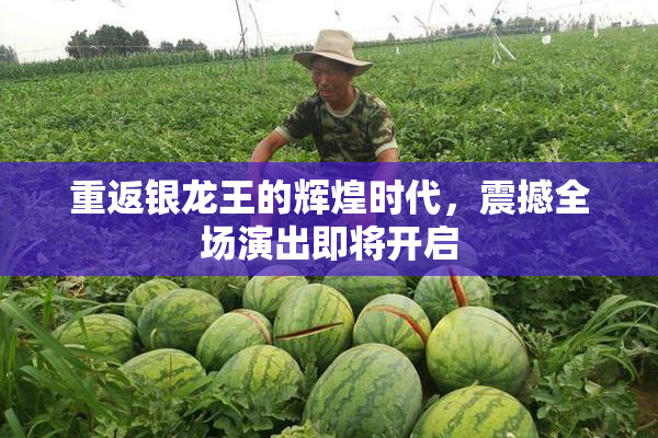 重返银龙王的辉煌时代，震撼全场演出即将开启