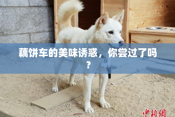 藕饼车的美味诱惑，你尝过了吗？