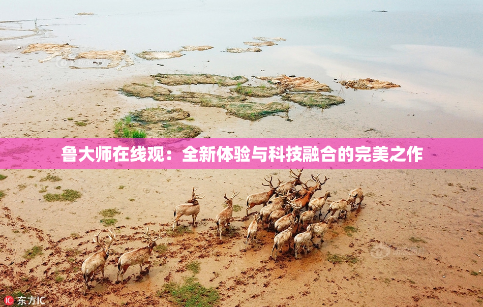 鲁大师在线观：全新体验与科技融合的完美之作