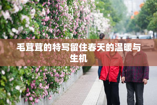 毛茸茸的特写留住春天的温暖与生机