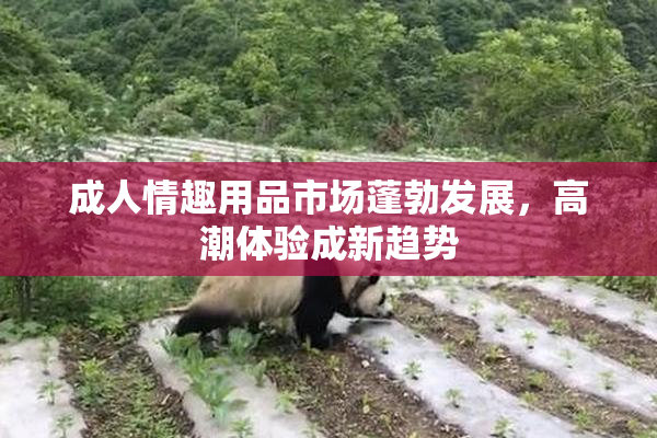 成人情趣用品市场蓬勃发展，高潮体验成新趋势