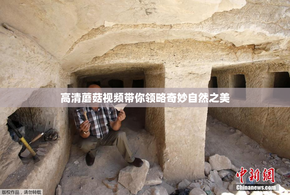 高清蘑菇视频带你领略奇妙自然之美