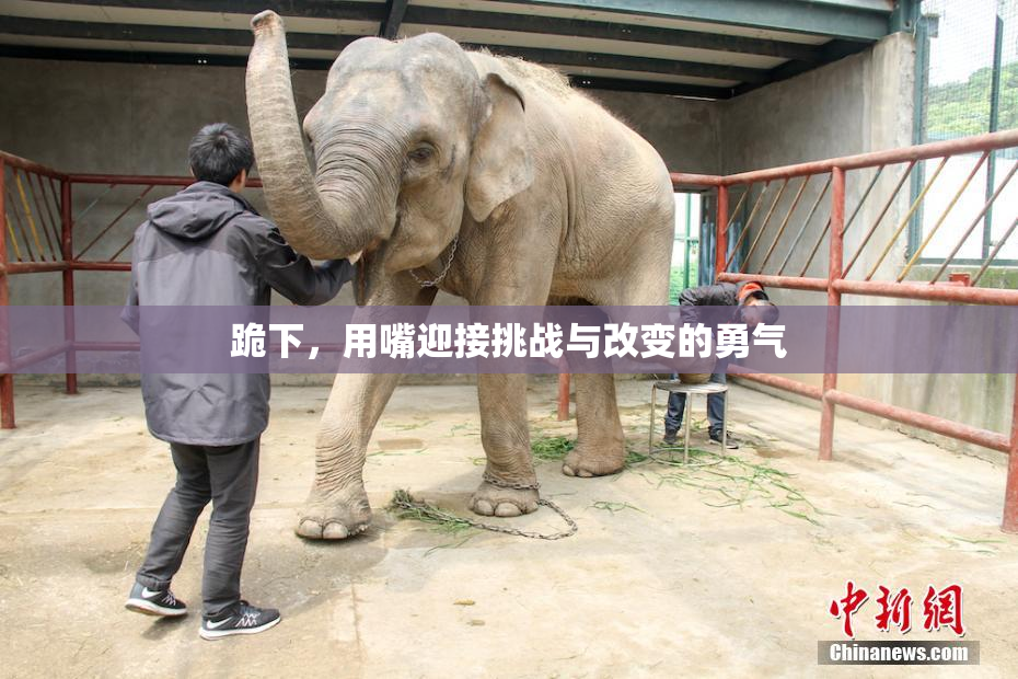 跪下，用嘴迎接挑战与改变的勇气