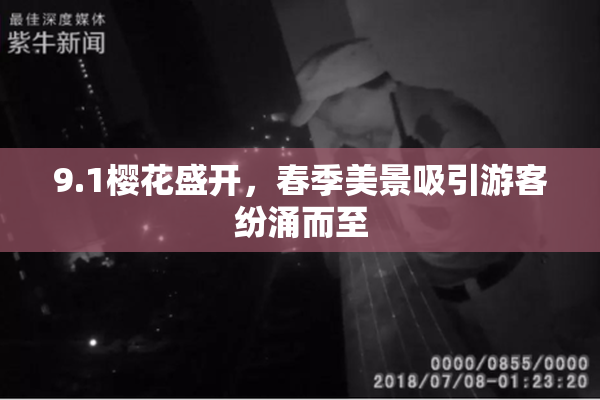 9.1樱花盛开，春季美景吸引游客纷涌而至