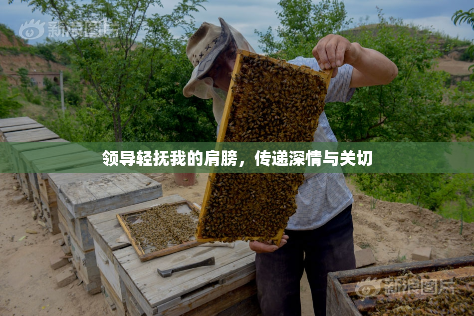 领导轻抚我的肩膀，传递深情与关切