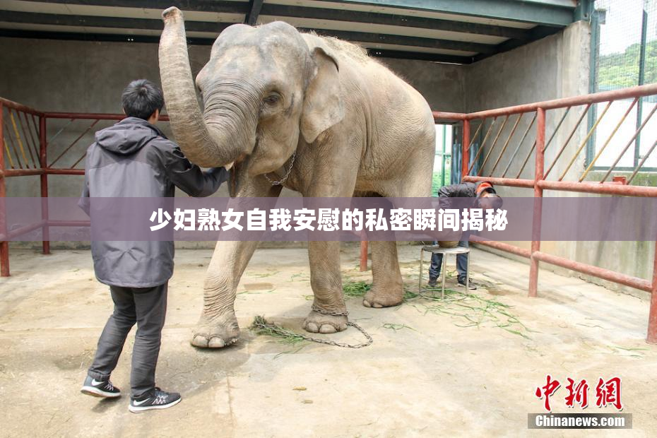少妇熟女自我安慰的私密瞬间揭秘