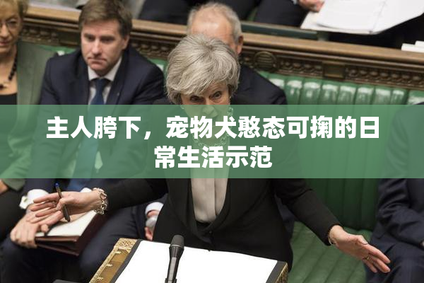主人胯下，宠物犬憨态可掬的日常生活示范