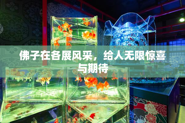 佛子在各展风采，给人无限惊喜与期待
