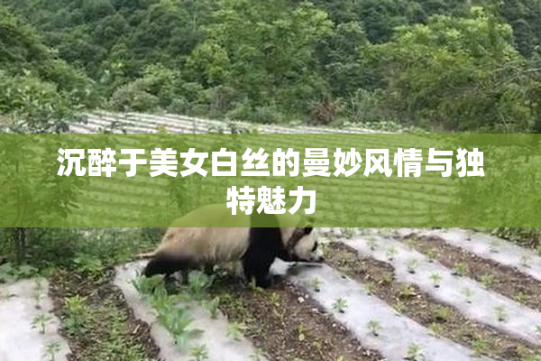 沉醉于美女白丝的曼妙风情与独特魅力