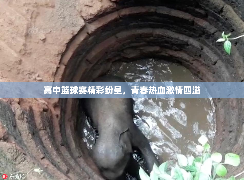 高中篮球赛精彩纷呈，青春热血激情四溢