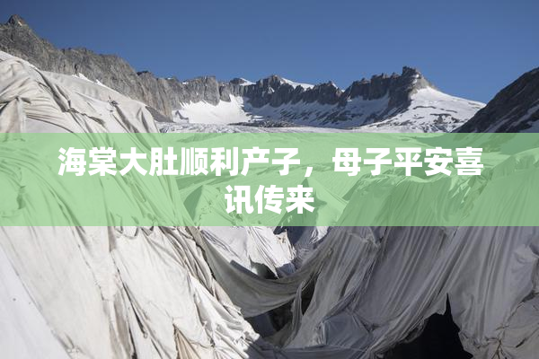 海棠大肚顺利产子，母子平安喜讯传来