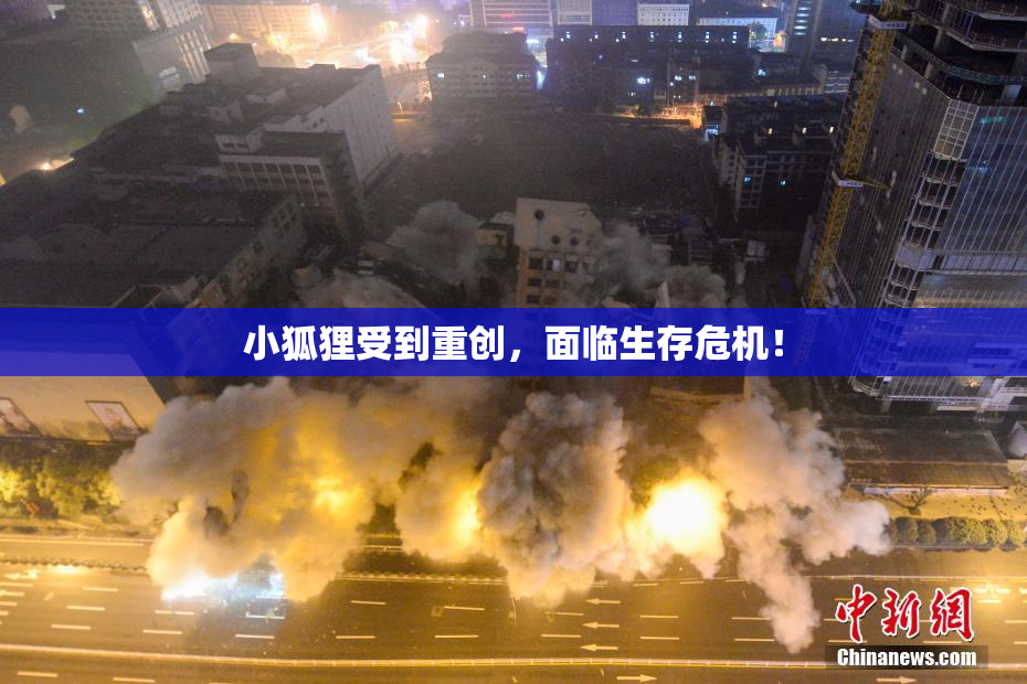 小狐狸受到重创，面临生存危机！