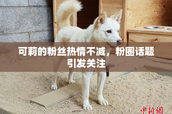 可莉的粉丝热情不减，粉圈话题引发关注