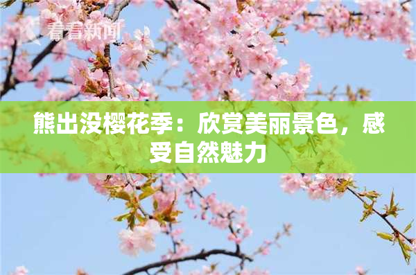 熊出没樱花季：欣赏美丽景色，感受自然魅力