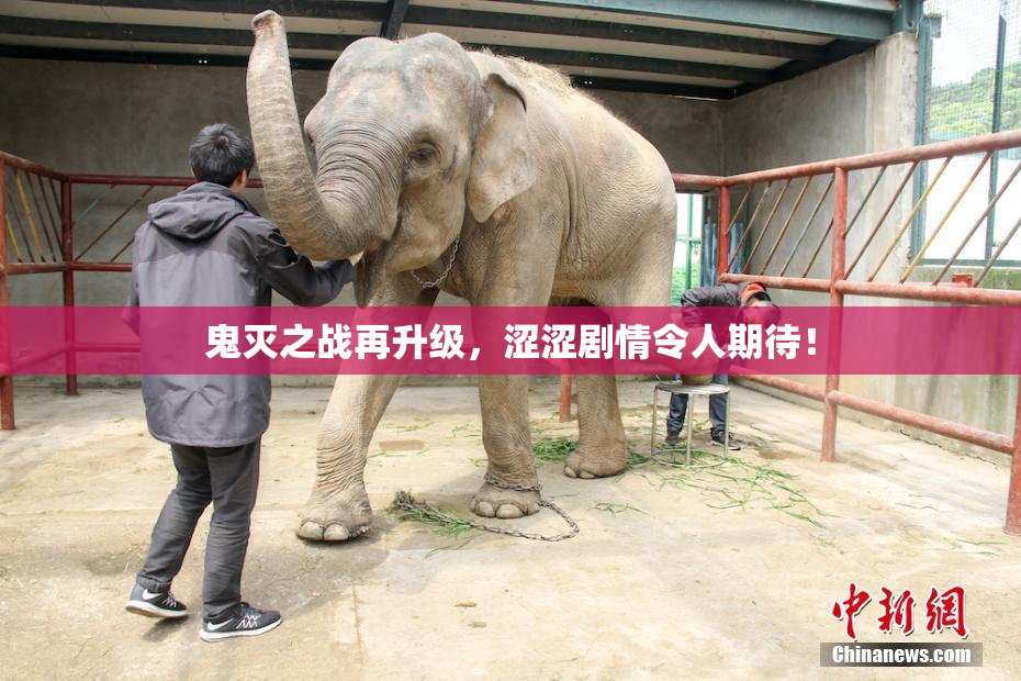 鬼灭之战再升级，涩涩剧情令人期待！