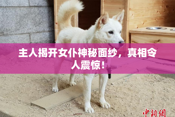 主人揭开女仆神秘面纱，真相令人震惊！