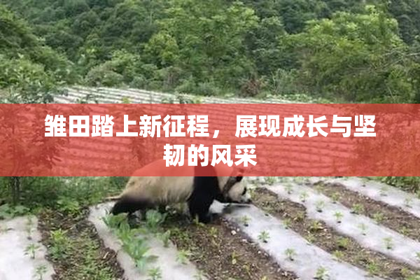 雏田踏上新征程，展现成长与坚韧的风采
