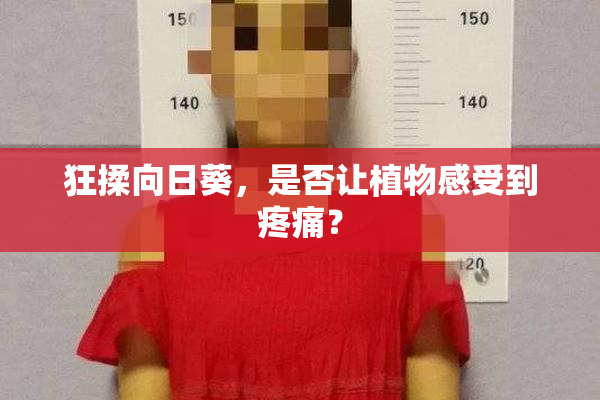 狂揉向日葵，是否让植物感受到疼痛？