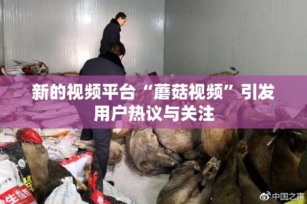 新的视频平台“蘑菇视频”引发用户热议与关注
