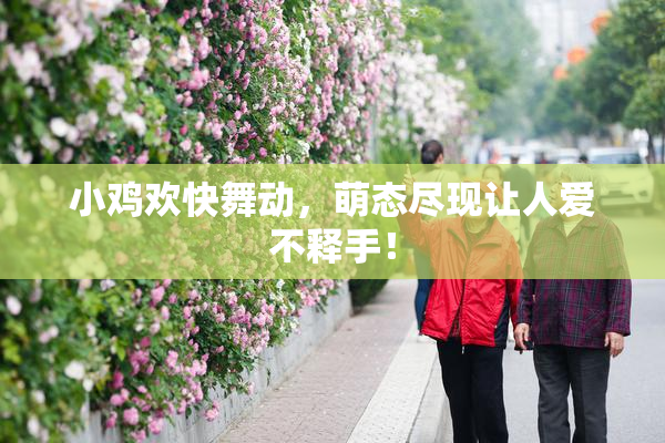小鸡欢快舞动，萌态尽现让人爱不释手！