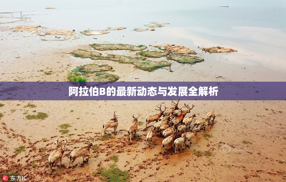 阿拉伯B的最新动态与发展全解析